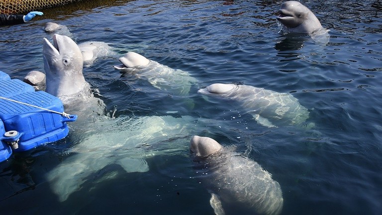 ما مصير نزلاء "سجن الحيتان"؟