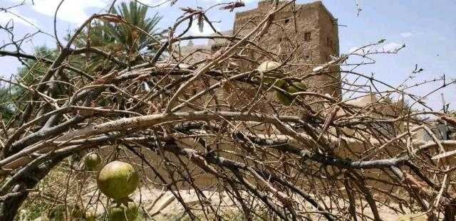الجراد الصحراوي يجتاح محافظة صعدة ويتلف المحاصيل الزراعية