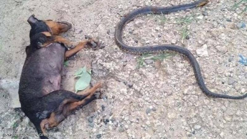 كلب يضحي بحياته وآخر ببصره لإنقاذ طفلة من أفعى خطيرة